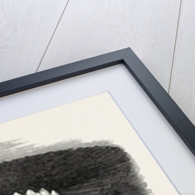 Victoria Regia, in Flower, at Messrs. Weeks's, King's Road Nursery, Chelsea, London by Anonymous