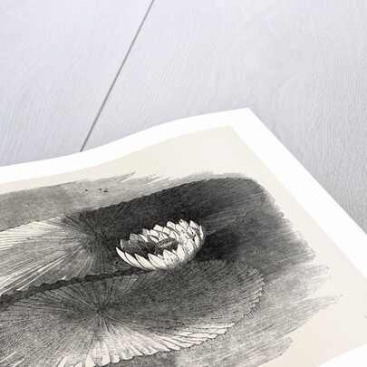 Victoria Regia, in Flower, at Messrs. Weeks's, King's Road Nursery, Chelsea, London by Anonymous