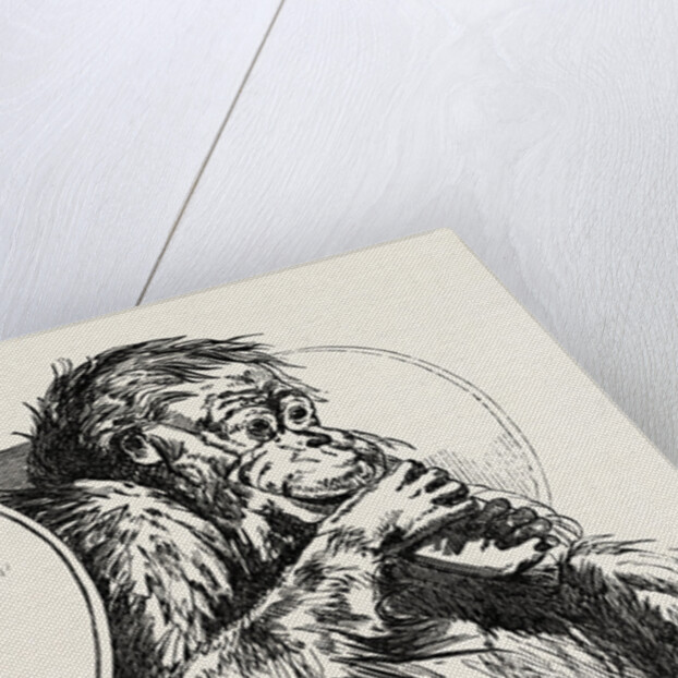 Orang Utan, Presented to the Zoological Society's Gardens, Regent's Park, London by Anonymous