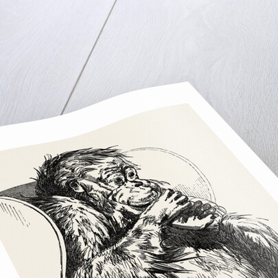 Orang Utan, Presented to the Zoological Society's Gardens, Regent's Park, London by Anonymous