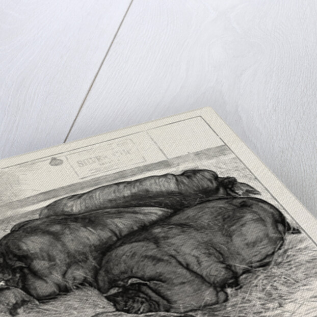 The Finishing Touch: A Sketch from Life at the Smithfield Club Show by Anonymous