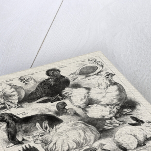 The Poultry, Pigeon, and Rabbit Show at the Crystal Palace, London by Anonymous