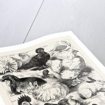 The Poultry, Pigeon, and Rabbit Show at the Crystal Palace, London by Anonymous