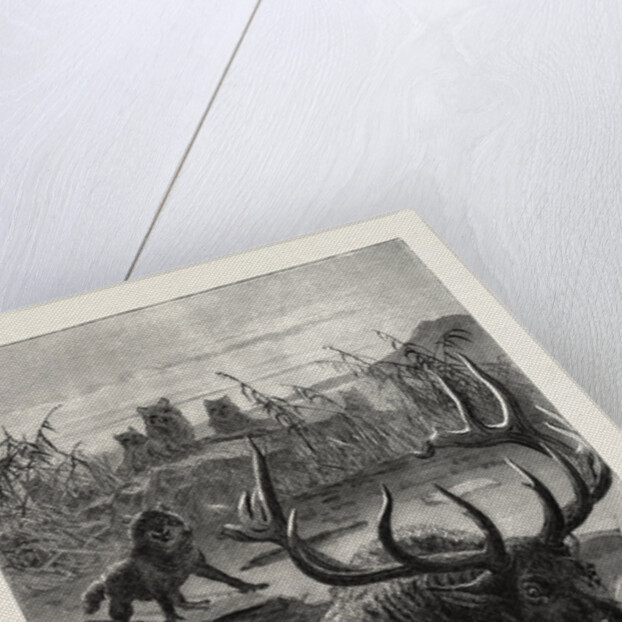 A Stag's Race for Life by Anonymous