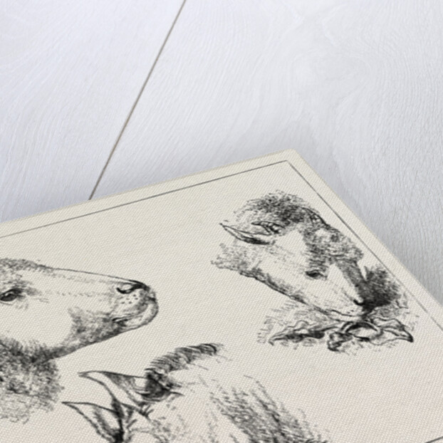 Heads of Boar and Sheep by Anonymous