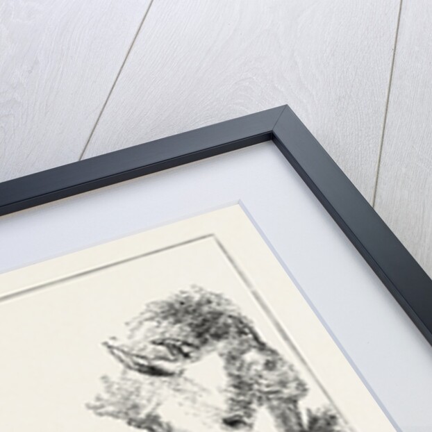 Heads of Boar and Sheep by Anonymous