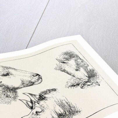 Heads of Boar and Sheep by Anonymous