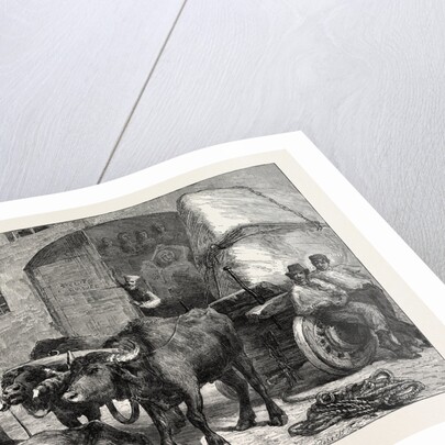 The Raw Material: A Team of Buffaloes Bringing Marble to a Sculptor's Studio in Rome, Italy by Anonymous