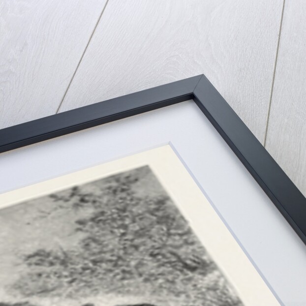 Coursing in Poland: Caught at Last by Anonymous