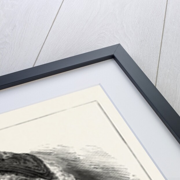 The Royal Marriage at Windsor: H.R.H. Baroness Von Pawel Rammingen, Princess Frederica of Hanover and Princess of Great Britain and Ireland by Anonymous