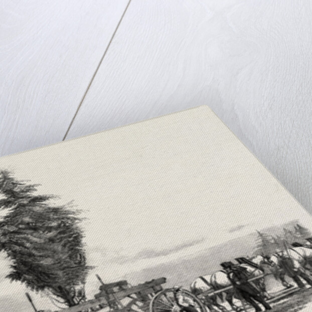 Removal of a Large, Tree from Chiswick to the New Gardens of the Horticultural Society at South Kensington, London by Anonymous