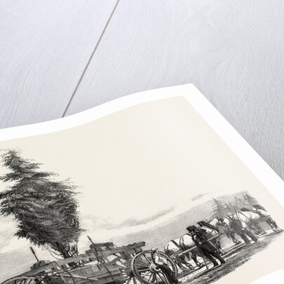 Removal of a Large, Tree from Chiswick to the New Gardens of the Horticultural Society at South Kensington, London by Anonymous