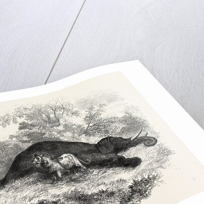 Sketches of South African Travel: The Lion and Dead Elephant by Anonymous