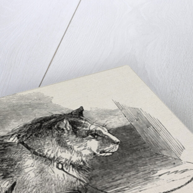 Tortoiseshell Tom Cat by Anonymous