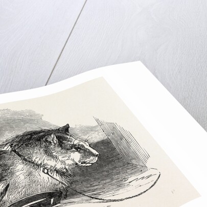 Tortoiseshell Tom Cat by Anonymous