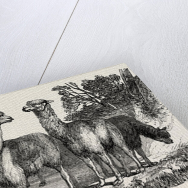 Alpacas, in the Knowsley Menagerie by Anonymous