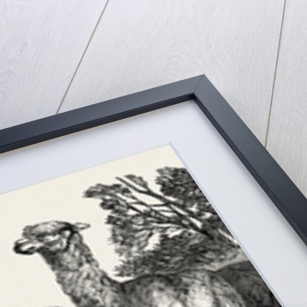 Alpacas, in the Knowsley Menagerie by Anonymous