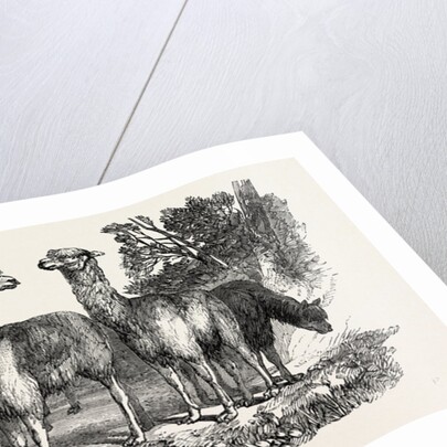 Alpacas, in the Knowsley Menagerie by Anonymous