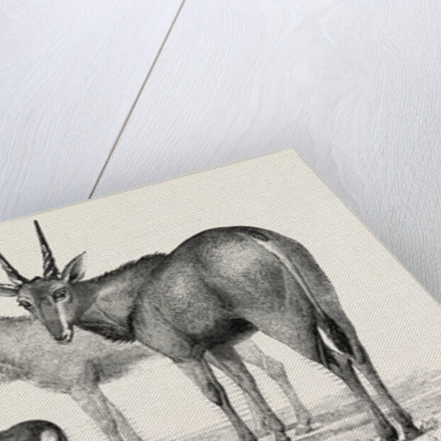 The Earl of Derby's Menagerie, at Knowsley, UK: Boute Bok, Gazelles, Male and Female Elands by Anonymous