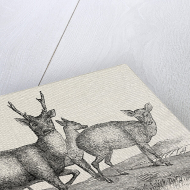 The Earl of Derby's Menagerie, at Knowsley, UK: Male and Female Hog Deer by Anonymous