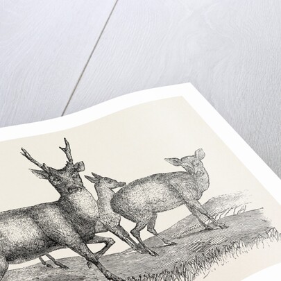 The Earl of Derby's Menagerie, at Knowsley, UK: Male and Female Hog Deer by Anonymous