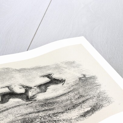 The Earl of Derby's Menagerie, at Knowsley, UK: Herd of Indian Antelopes by Anonymous