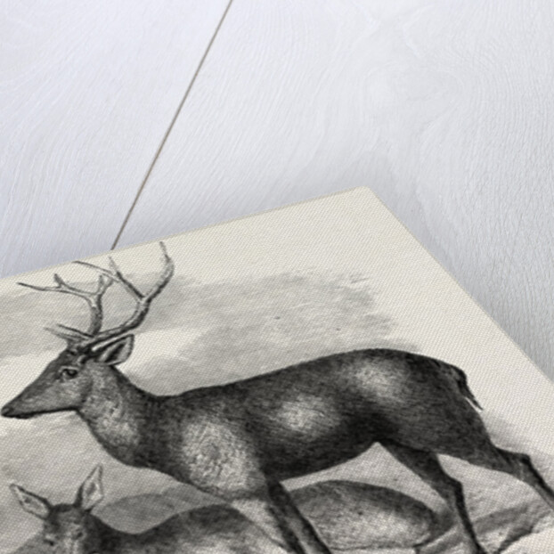 Sale of the Knowsley Menagerie: Yak and Bara Singha Deer (Male and Female) by Anonymous