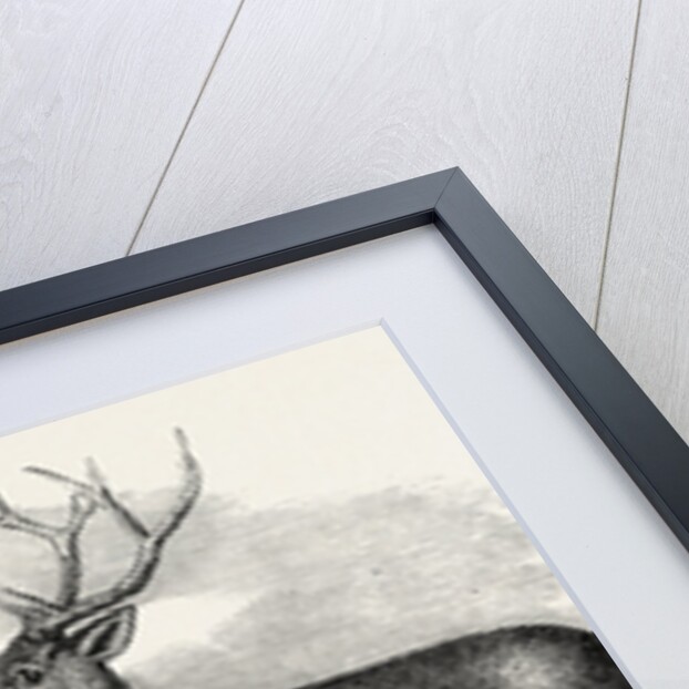 Sale of the Knowsley Menagerie: Yak and Bara Singha Deer (Male and Female) by Anonymous