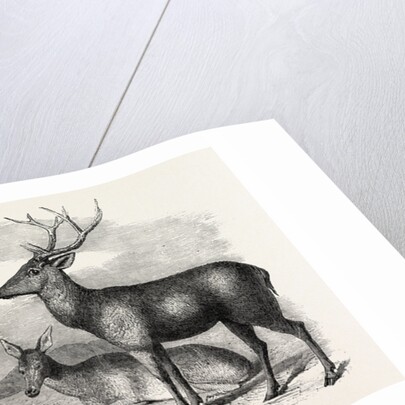 Sale of the Knowsley Menagerie: Yak and Bara Singha Deer (Male and Female) by Anonymous