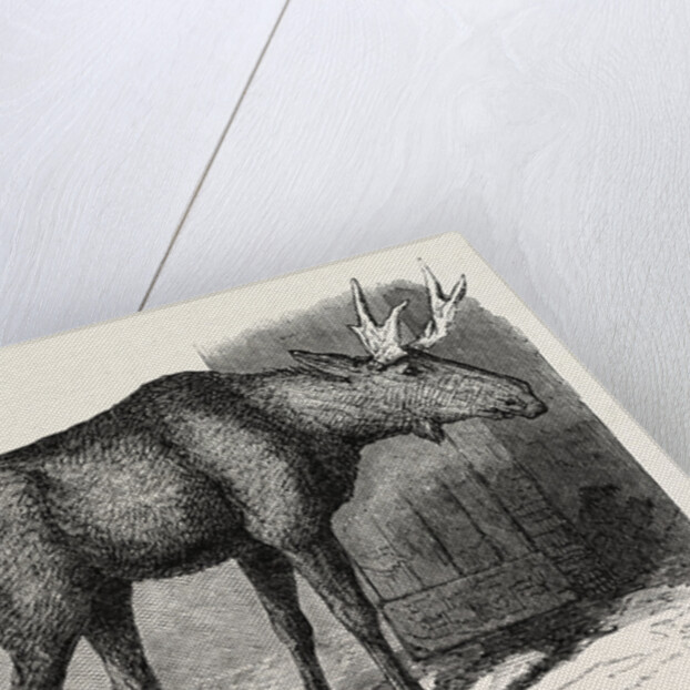 Sale of the Knowsley Menagerie: Elk by Anonymous