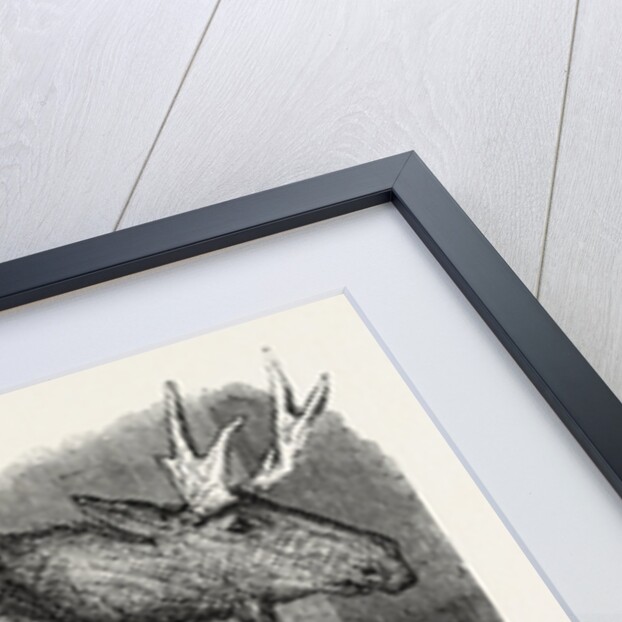 Sale of the Knowsley Menagerie: Elk by Anonymous