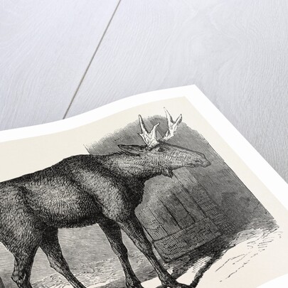 Sale of the Knowsley Menagerie: Elk by Anonymous