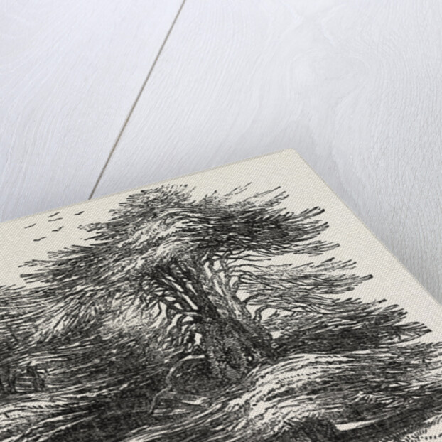 Cedars, at Chorley Wood House, Hertfordshire by Anonymous