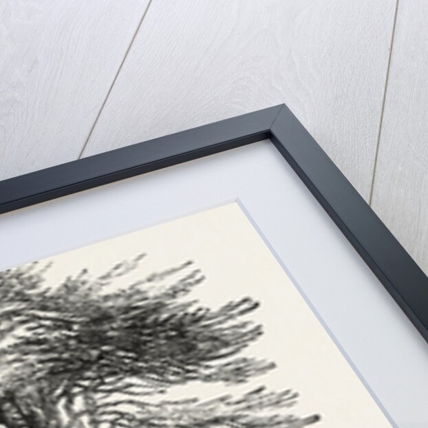 Cedars, at Chorley Wood House, Hertfordshire by Anonymous