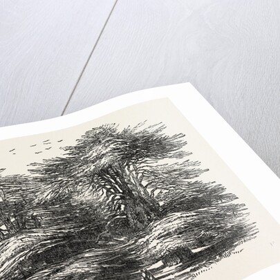 Cedars, at Chorley Wood House, Hertfordshire by Anonymous