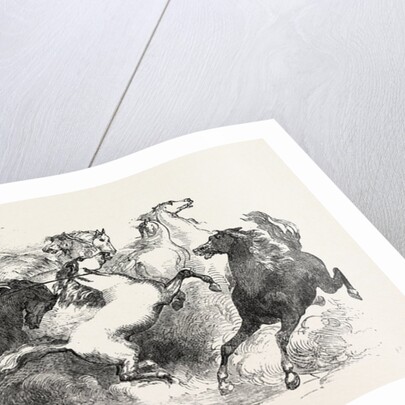 Mr. Eaton Stone's Capture of the Wild Horse of the Prairie by Anonymous