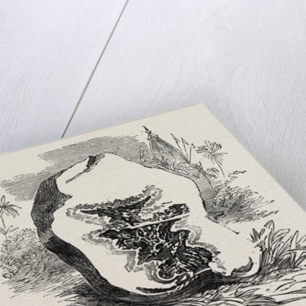 Section of Darjeeling Potato Affected with the Rot by Anonymous