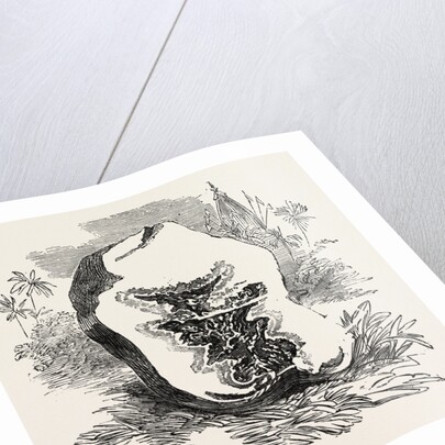 Section of Darjeeling Potato Affected with the Rot by Anonymous