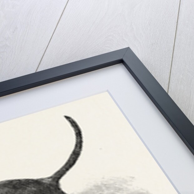 Terrier (Life-Size), in the Great Exhibition, London by Anonymous