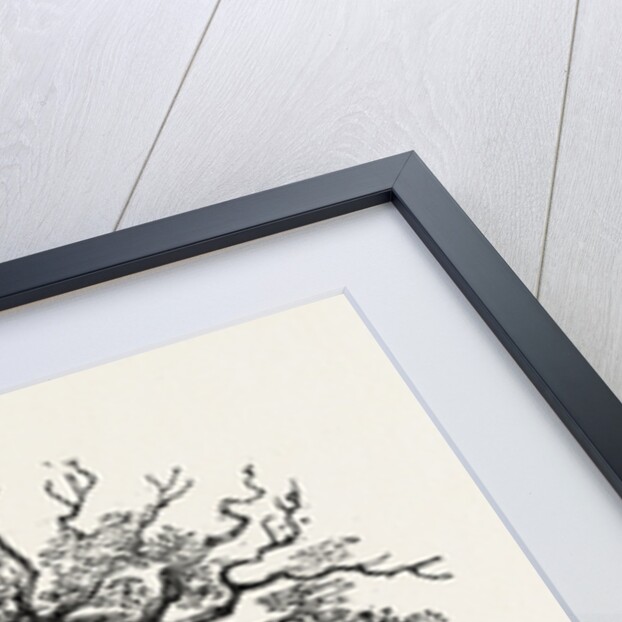 The Fairlop Oak in Hainault Forest, Sixty Years Since by Anonymous