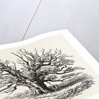 The Fairlop Oak in Hainault Forest, Sixty Years Since by Anonymous