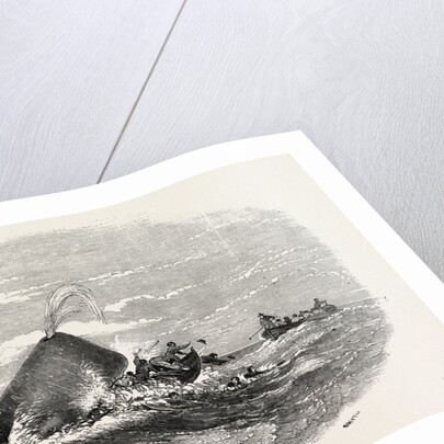 Destruction of the Larboard Boat of the Ann Alexander, by a Sperm Whale, in the South Pacific by Anonymous