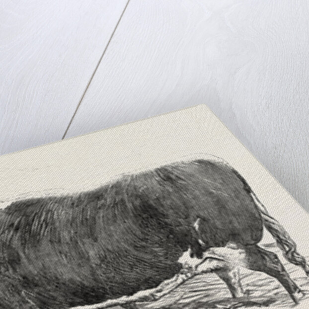 Smithfield Club Prize Cattle: Mr. Kinderley's Pembrokeshire Ox and Mr. Longmore's Herefordshire Ox by Anonymous