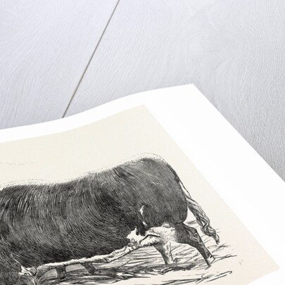 Smithfield Club Prize Cattle: Mr. Kinderley's Pembrokeshire Ox and Mr. Longmore's Herefordshire Ox by Anonymous