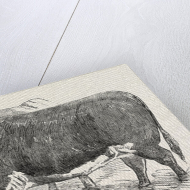 Smithfield Club Prize Cattle: Mr. Joseph Gillett's Durham, or Short-Horned Cow, and Mr. Joseph Phillips's Hereford Steer by Anonymous