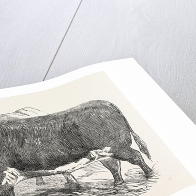 Smithfield Club Prize Cattle: Mr. Joseph Gillett's Durham, or Short-Horned Cow, and Mr. Joseph Phillips's Hereford Steer by Anonymous