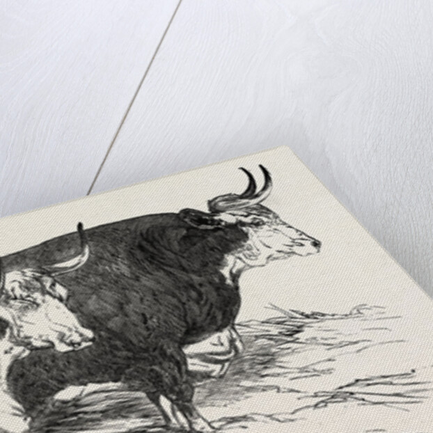 Smithfield Club Prize Cattle: Prince Albert's Hereford Ox and Mr. William Heath's Hereford Ox by Anonymous