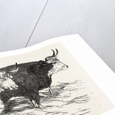 Smithfield Club Prize Cattle: Prince Albert's Hereford Ox and Mr. William Heath's Hereford Ox by Anonymous
