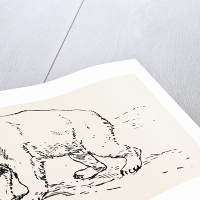 An Encounter with an Polar Bear by Anonymous