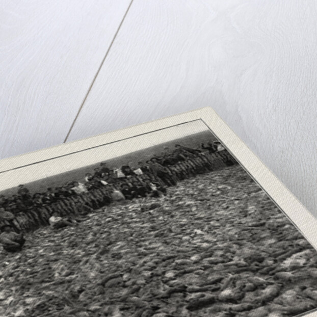 Result of a Day's Rabbit-Drive, Fresno, California, United States of America by Anonymous